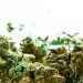 Update on Medical Marijuana Ordinance Discussion